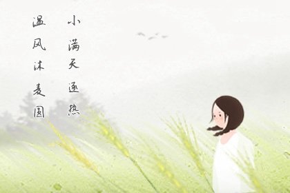 小满节气菊花雪梨茶  “清肝明目，消暑解燥”